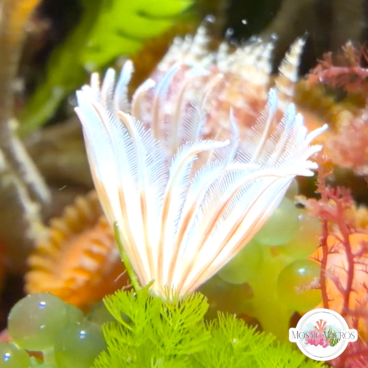 Mini Flame Feather Duster | Sabellidae spp.