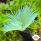 Blue-Green Neon Feather Duster | Sabellastarte sp.