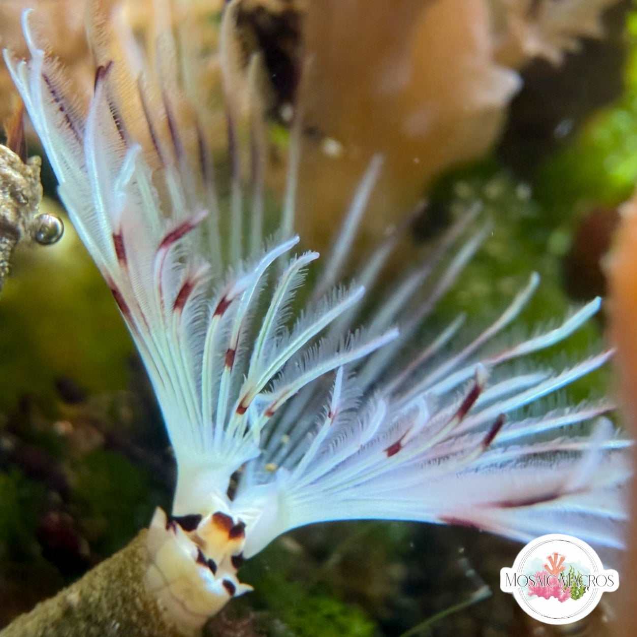 Blue & Purple-Striped Feather Duster | Sabellastarte sp.
