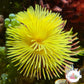 Golden Feather Duster | Sabellastarte sp.