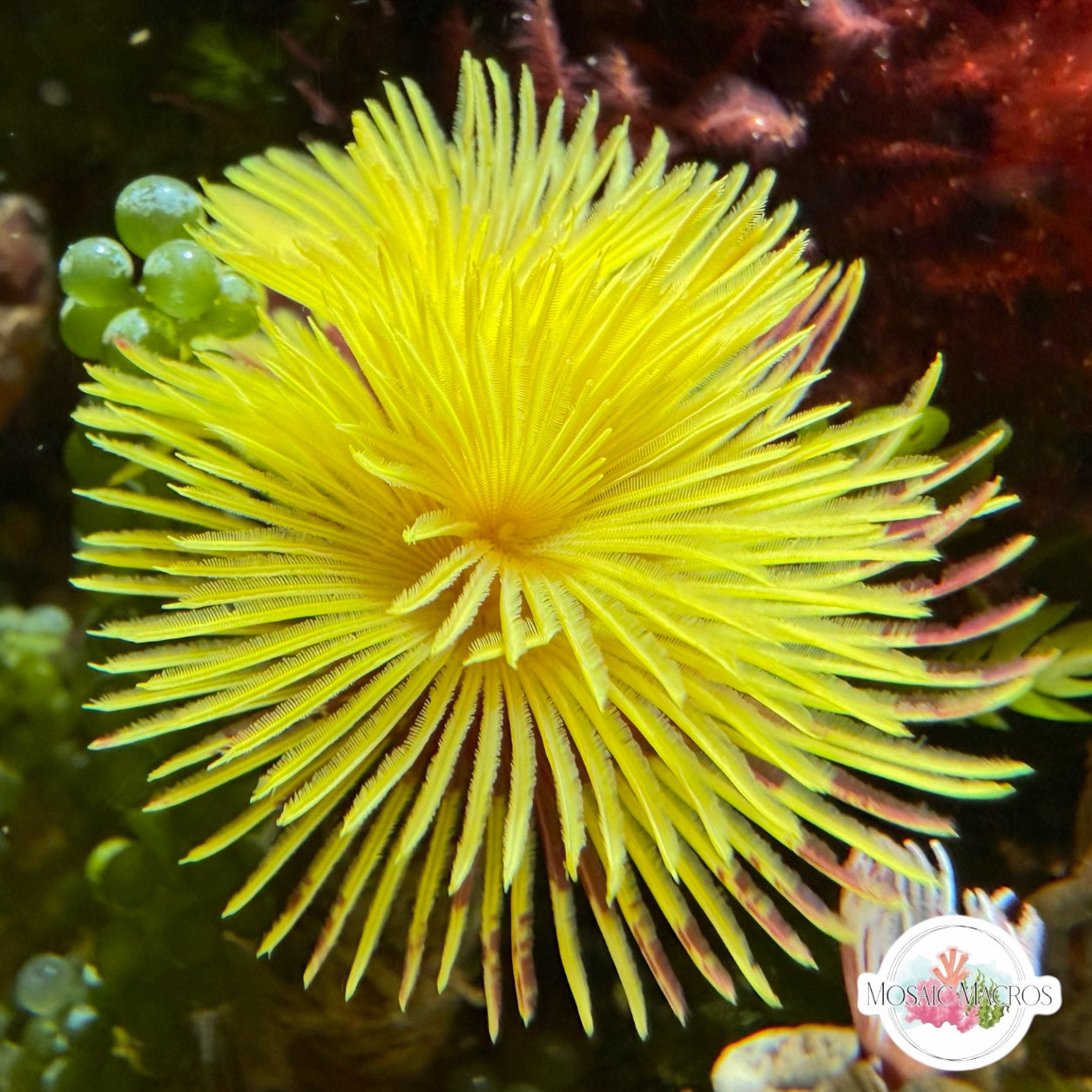 Golden Feather Duster | Sabellastarte sp.