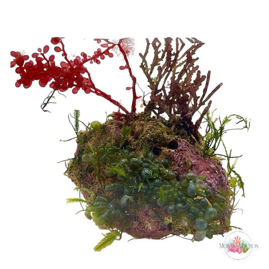 WYSWYG Caulerpa, Valonia, Purple Laurencia, & Red Grape (Naturally Attached)
