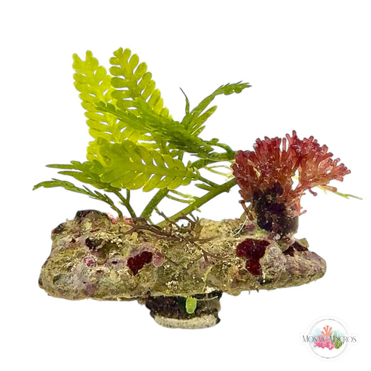 WYSWYG Nano Caulerpa & Iridescent Laurencia (Naturally Attached)