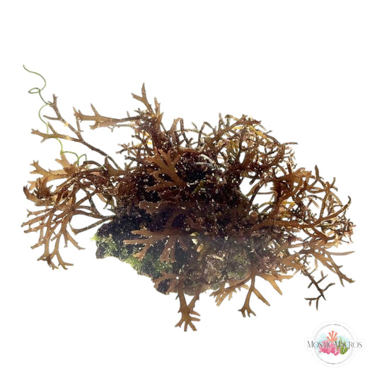 WYSWYG Purple Flat-Branching Gracilaria (Naturally Attached to Rock)