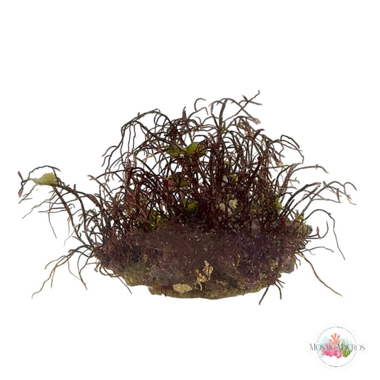 WYSWYG Gelidium (Naturally Attached to Rock)