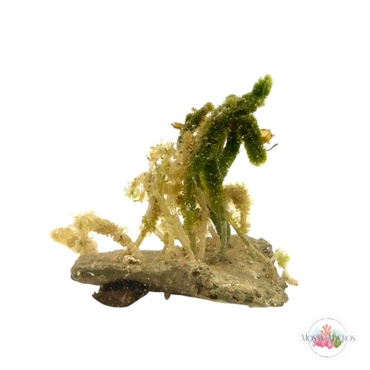 WYSWYG Nano Batophora (Naturally Attached to Rock)