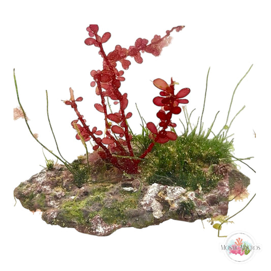 WYSWYG Seagrass Chaeto & Red Grape (Naturally Attached to Rock)