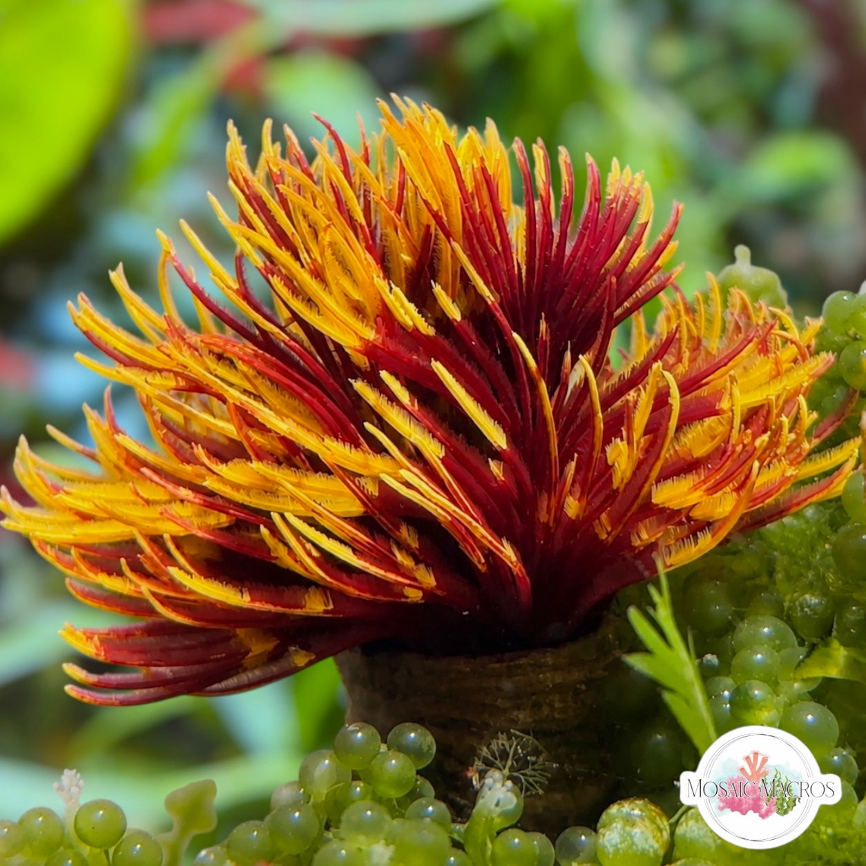 Royal Sun Feather Duster | Sabellastarte sp.