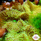 FL Ricordea Mushroom | Ricordea sp.