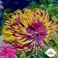 Royal Sun Feather Duster | Sabellastarte sp.