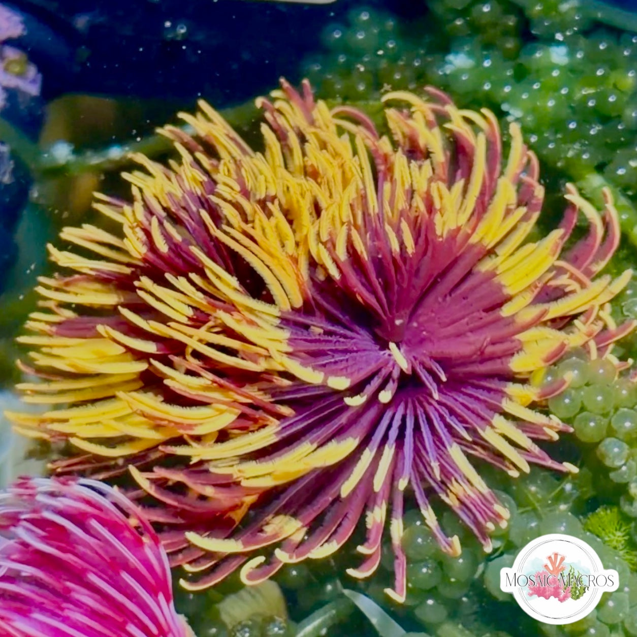 Royal Sun Feather Duster | Sabellastarte sp.