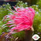 Pink Lotus Feather Duster | Sabellidae spp.