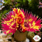 Inferno Feather Duster | Sabellastarte sp.