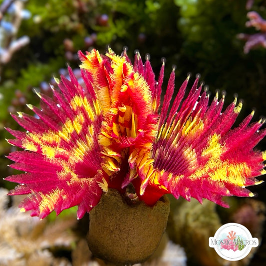 Inferno Feather Duster | Sabellastarte sp.