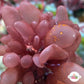 Red Bubble Macroalgae | Botryocladia skottsbergii