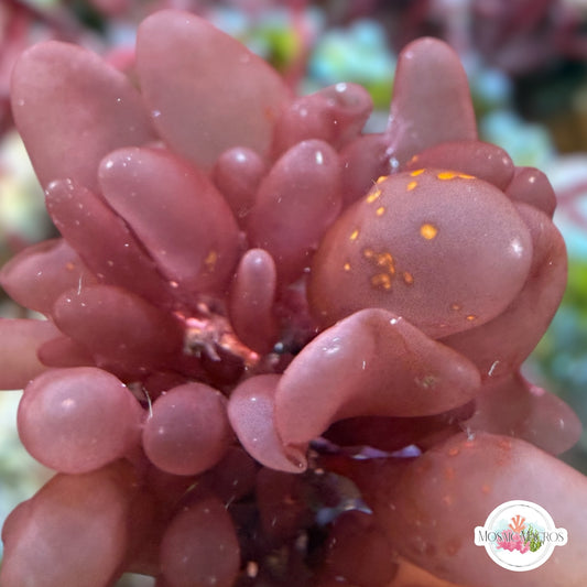 Red Bubble Macroalgae | Botryocladia skottsbergii