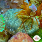 Mini Sea Grape Colonial Sea Squirt | Polycitor sp.