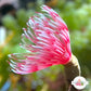 Pink Lotus Feather Duster | Sabellidae spp.