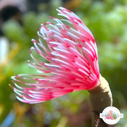 Pink Lotus Feather Duster | Sabellidae spp.