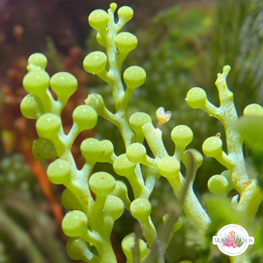 Green Bulb Caulerpa Macroalgae | Caulerpa racemosa var. Macrophysa