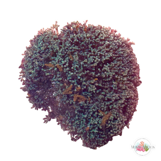 WYSWYG Iridescent Laurencia (Naturally Attached to Rock)