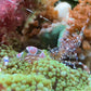 Spotted Anemone Cleaner Shrimp | Periclimenes yucatanicus