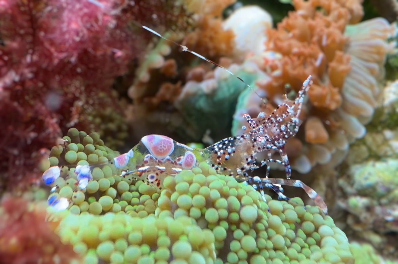 Spotted Anemone Cleaner Shrimp | Periclimenes yucatanicus