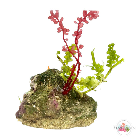 WYSWYG Red Grape & Caulerpa (Naturally Attached)