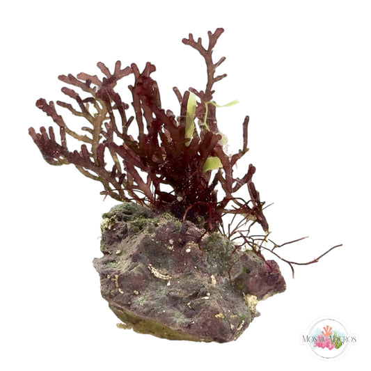 WYSWYG Caulerpa & Purple Laurencia (Naturally Attached)