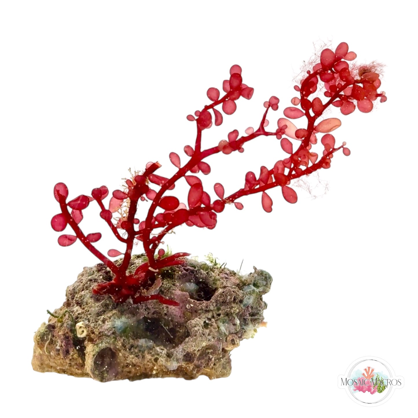 WYSWYG Red Grape & Caulerpa (Naturally Attached)