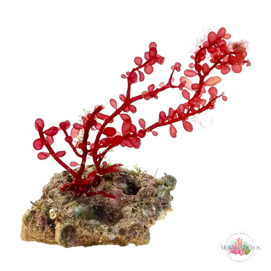 WYSWYG Red Grape & Caulerpa (Naturally Attached)