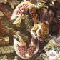 Anemone Porcelain Crab | Neopetrolisthes maculatus