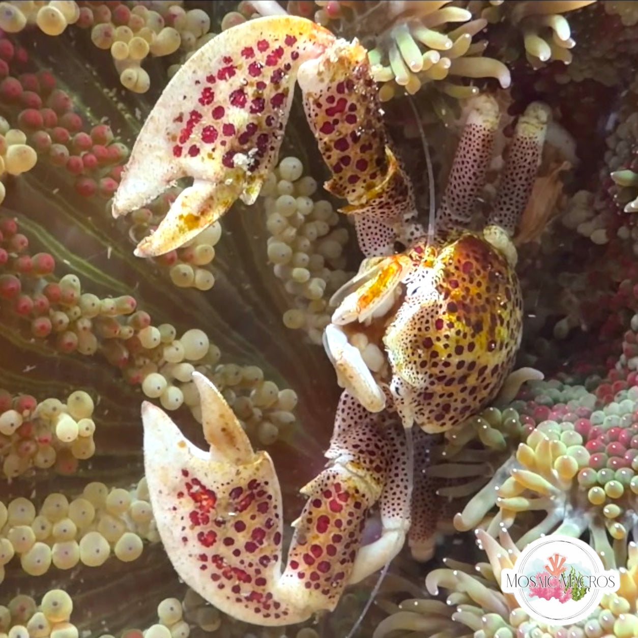 Anemone Porcelain Crab | Neopetrolisthes maculatus