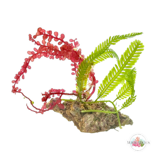 WYSWYG Red Grape & Caulerpa (Naturally Attached)