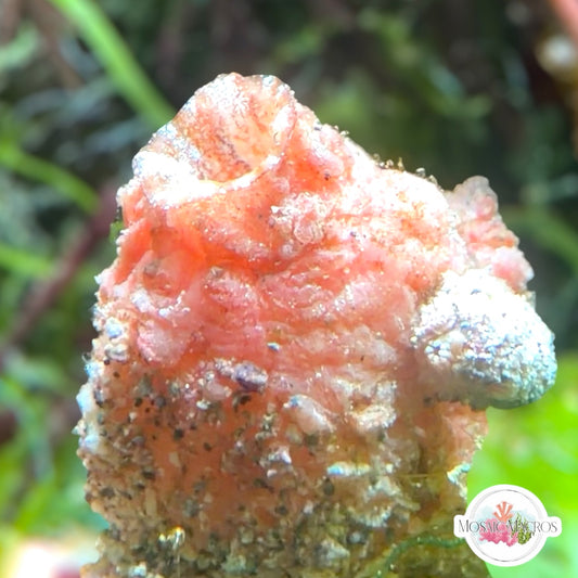 Pink Sea Squirt | Polycarpa sp.