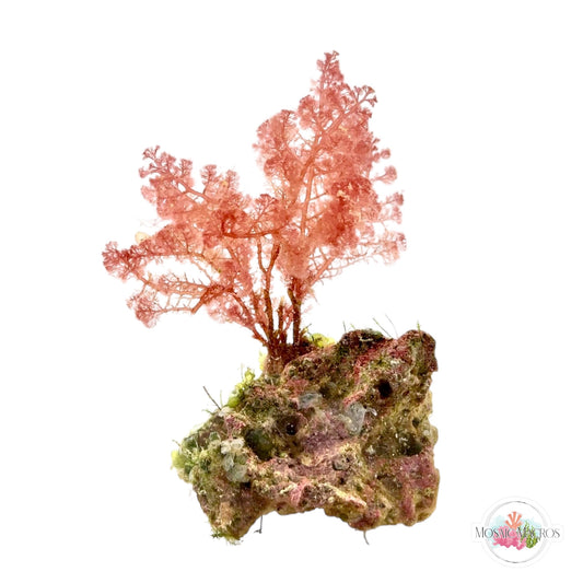 WYSWYG Caulerpa & Flamingo Feather (Naturally Attached)