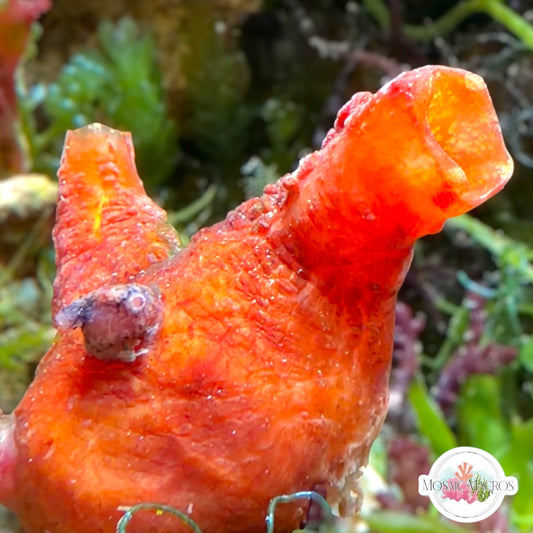 Orange Sea Squirt | Polycarpa sp.
