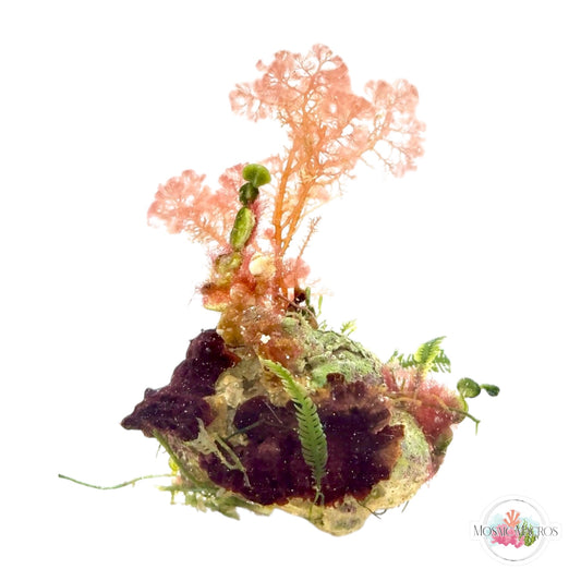 WYSWYG Caulerpa, Halimeda, & Flamingo Feather (Naturally Attached)