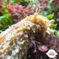 Wedge Sea Hare | Dolabella auricularia