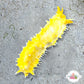 Yellow Sea Cucumber | Colochirus robustus
