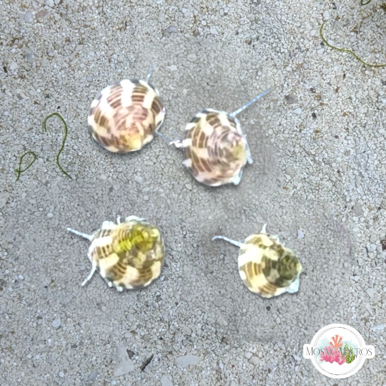 Marine Snails – MosaicMacros