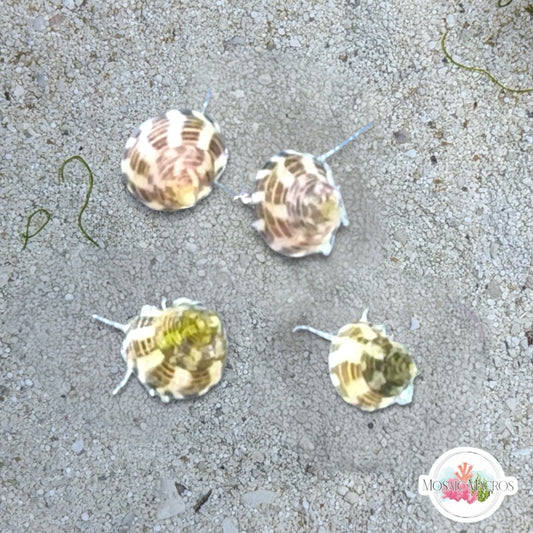 Micro Trochus Snail | Collonista sp.