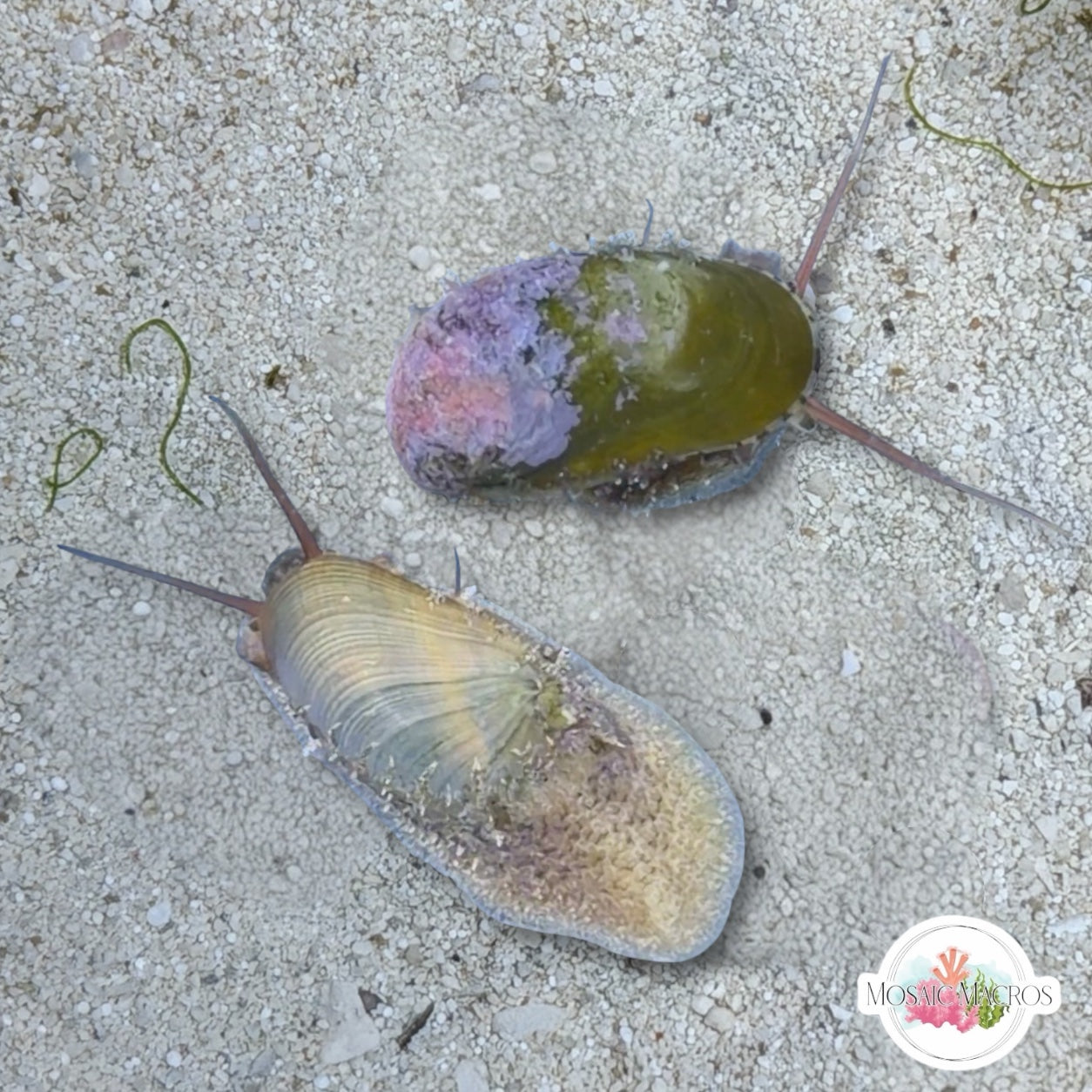 Stomatella Snail | Stomatella sp.