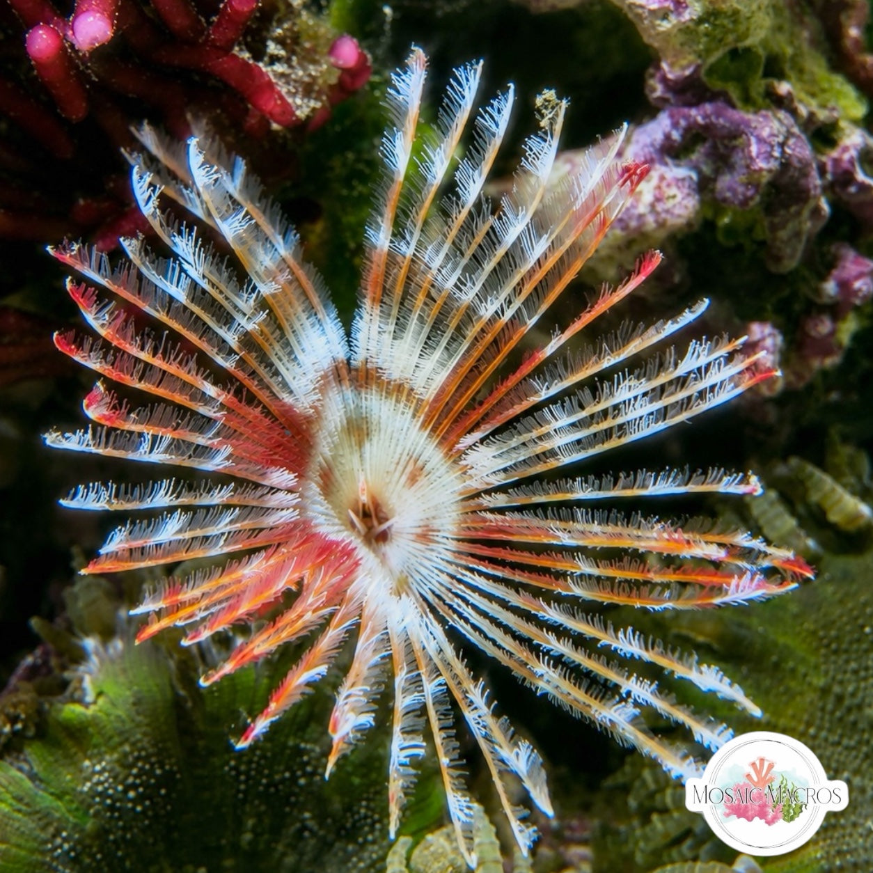 Split-Crown Feather Duster ‘Bullseye’ | Anamobaea orstedii