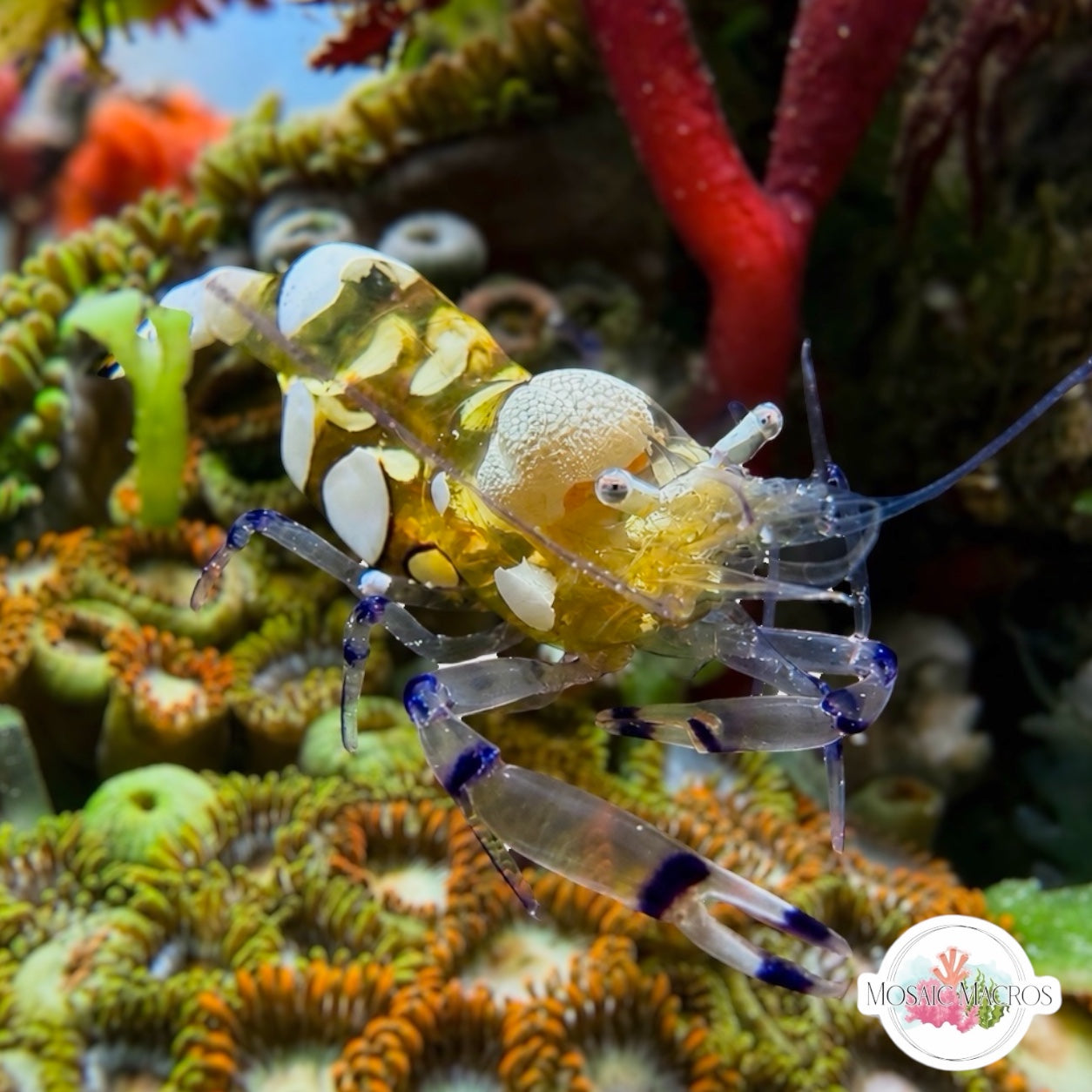 Anemone Shrimp – MosaicMacros