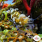 Peacock Tail Anemone Shrimp | Periclimenes brevicarpalis
