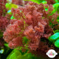 Flamingo Feather Macroalgae | Heterosiphonia gibbesii