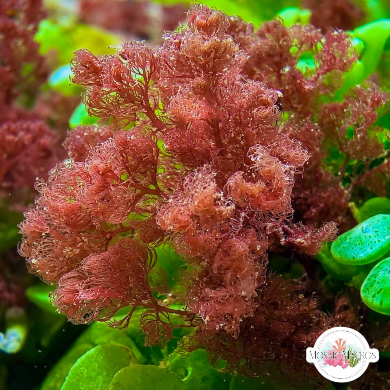 Flamingo Feather Macroalgae | Heterosiphonia gibbesii