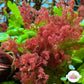 Flamingo Feather Macroalgae | Heterosiphonia gibbesii