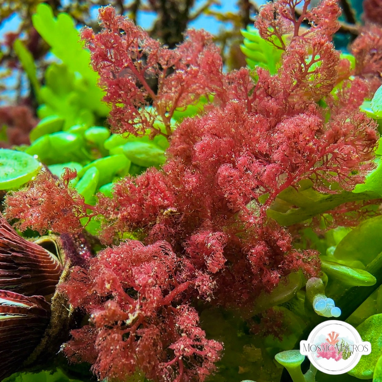 Flamingo Feather Macroalgae | Heterosiphonia gibbesii